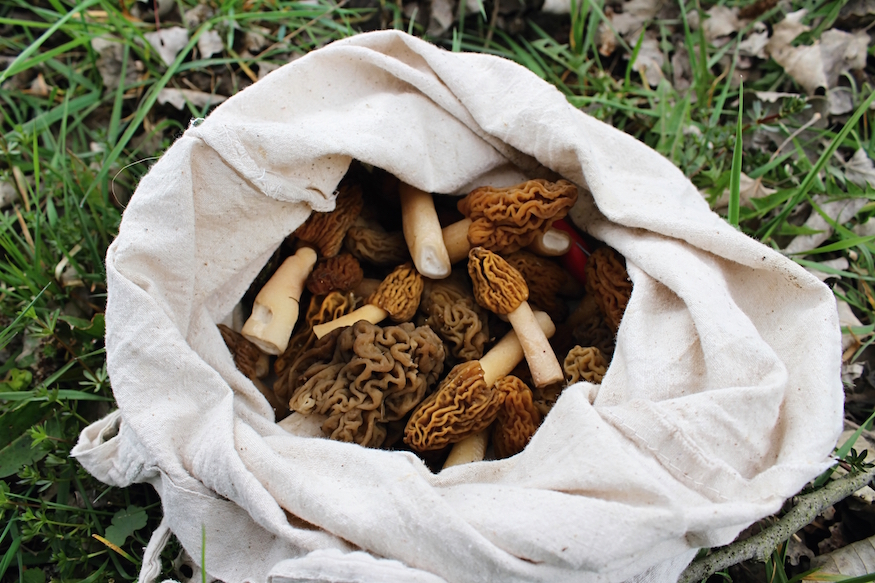 foraging for morel mushrooms